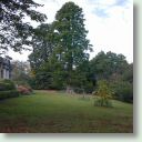 Metasequoia (Small).jpg
